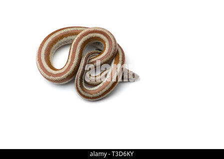 Rosy boa isolati su sfondo bianco Foto Stock