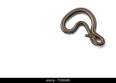 Rosy boa isolati su sfondo bianco Foto Stock