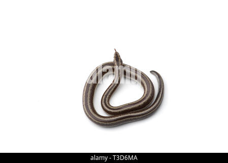 Rosy boa isolati su sfondo bianco Foto Stock