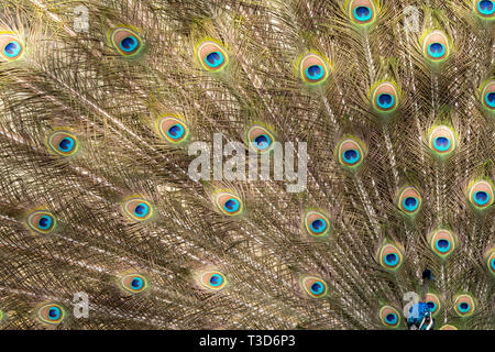 Peacock rendendo la ruota nella stagione degli amori Foto Stock