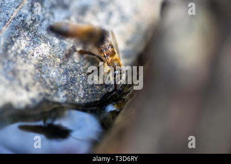 Immagine ravvicinata di un miele delle api mentre l'acqua potabile a bordo delle acque. Foto Stock