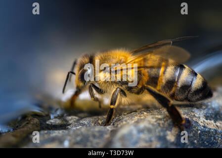 Immagine ravvicinata di un miele delle api mentre l'acqua potabile a bordo delle acque. Foto Stock