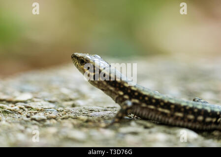 Immagine ravvicinata di una lucertola su una roccia. Foto Stock