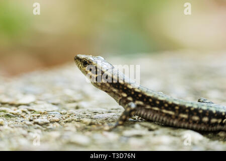 Immagine ravvicinata di una lucertola su una roccia. Foto Stock