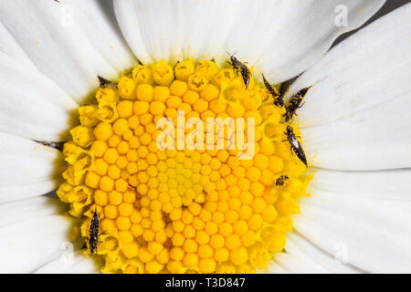Fransenfluegler, Thysanoptera, Thrips Foto Stock
