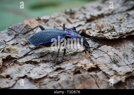 Blauvioletter Wald-Laufkaefer, Carabus problematicus, beetle Foto Stock