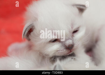 Giovani sacro gattini Birman Foto Stock