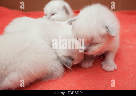 Giovani sacro gattini Birman Foto Stock