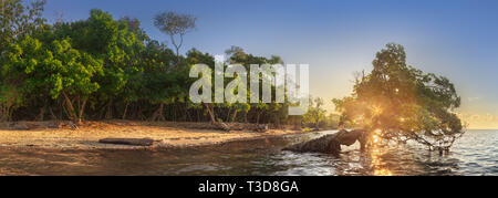 Albero sopra l'acqua e le coste del Borneo beach Foto Stock