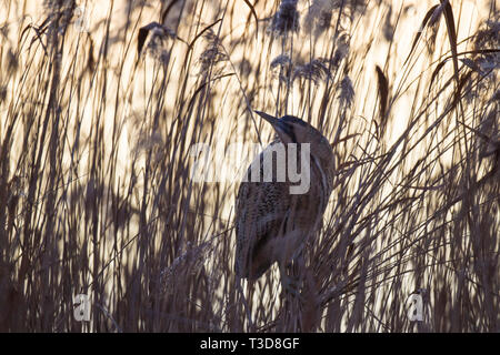 Rohrdommel, Botaurus stellaris, Eurasian tarabuso Foto Stock