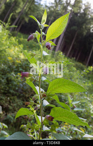 Schwarze Tollkirsche, atropa belladonna, nero belladonna Foto Stock