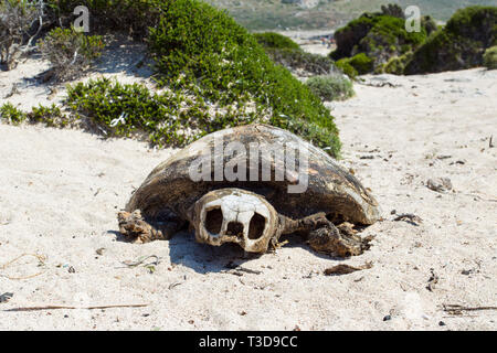 Tote Schildkroete, morte turtle Foto Stock