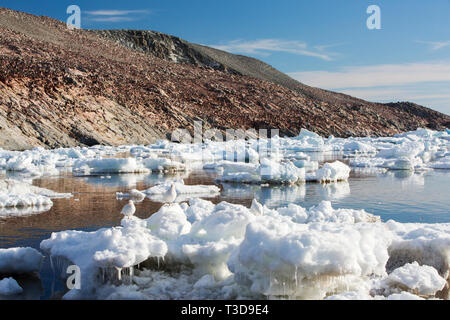 Adelie Penguins sull isola di Heroina, nelle isole di pericolo, Mare di Weddell, Antartide con Sheathbill nevoso, Chionis albus. Fino a 3 milioni di uccelli nidificano su t Foto Stock