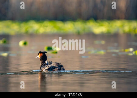 Colore ritratto della fauna selvatica fotografia di adulto Svasso maggiore (Podiceps cristatus) con due pulcini sul retro mentre nuotano in acqua. Prese sulla berlina Foto Stock