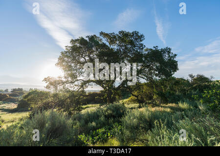 La mattina presto vista della California nativo quercia su una collina a Santa Susana passare lo stato storico Parco nella valle di San Fernando zona di Los Angeles. Foto Stock