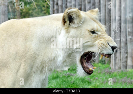 Leonessa bianca Panthera Leo Krugeri ruggente Foto Stock