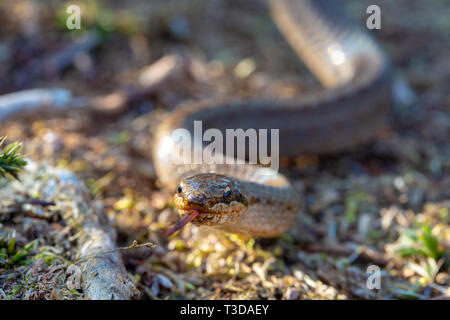 Colore creativo fotografia ritratto con il fuoco selettivo su una superficie liscia serpenti occhi (Coronella austriaca) prese sulla brughiera riserva naturale all'interno di Poole, D Foto Stock