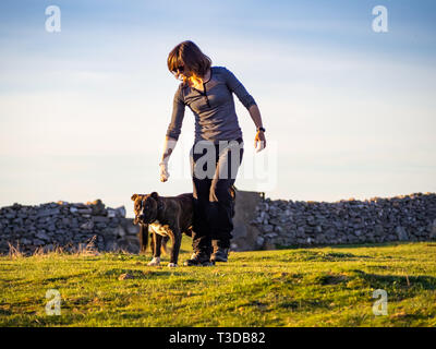 Una donna adulta giocando con un giovane cane di american staffordshire razza in campagna in primavera Foto Stock