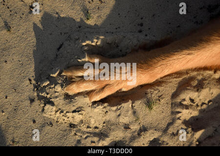 Cane piede sulla sabbia. Footprint del cane. Foto Stock