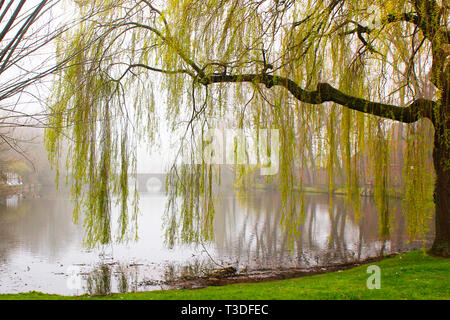 Bruges: Canal e nebbia Foto Stock