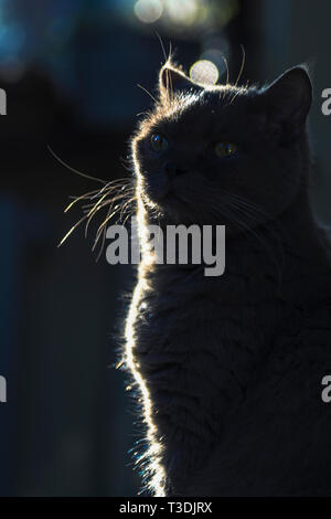 Silhouette di un gatto nel buio con bokeh in background come pensieri sopra la sua testa Foto Stock