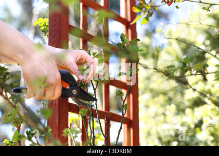 Il lavoro di primavera nel giardino. Il giardinaggio. Cura dei cespugli di rose. Foto Stock