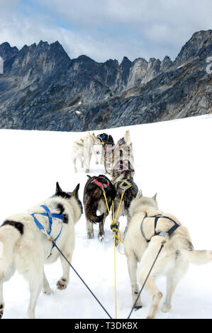 Sleddog sul ghiacciaio di Denver in Skagway, Alaska Foto Stock