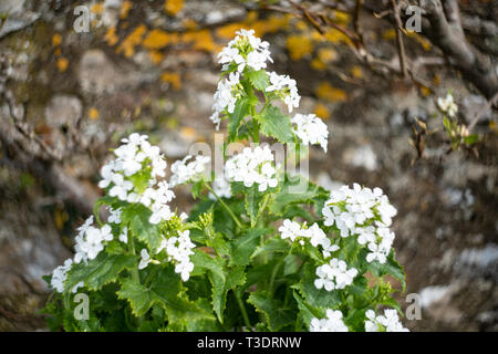 Annuale di onestà, (Lunaria annua albiflora), Regno Unito Foto Stock