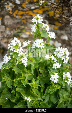 Annuale di onestà, (Lunaria annua albiflora), Regno Unito Foto Stock