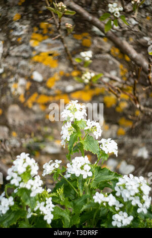 Annuale di onestà, (Lunaria annua albiflora), Regno Unito Foto Stock