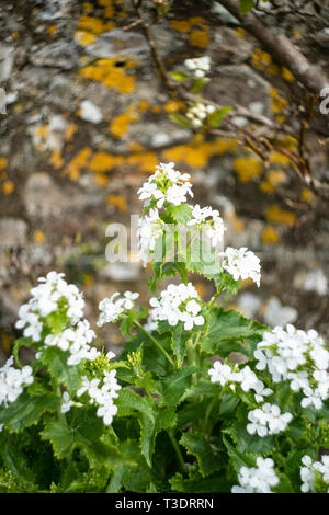 Annuale di onestà, (Lunaria annua albiflora), Regno Unito Foto Stock