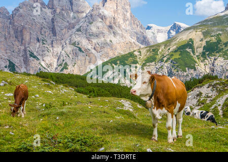 Le mucche al pascolo nelle montagne alpine Foto Stock