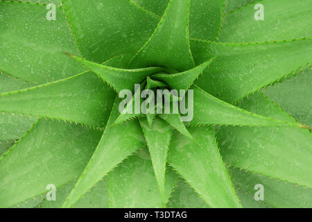 Aloe aristata sfondo naturale vista da vicino Foto Stock