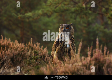 Comune il gufo reale il più grande gufo in estate- Bubo bubo Foto Stock