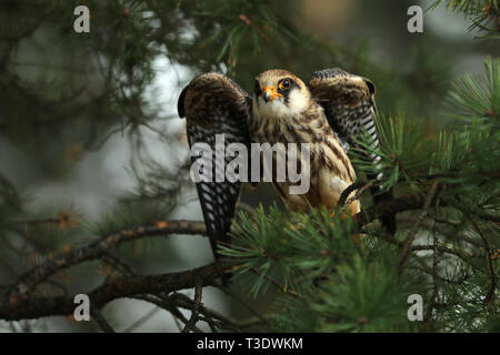 Ritratto di rosso-footed falcon (Falco vespertinus) Foto Stock