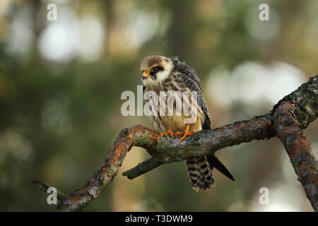 Rosso-footed falcon (Falco vespertinus) sedersi sul ramo in foresta Foto Stock