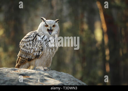 Il gufo reale (Bubo bubo) è una specie di il gufo reale che risiede in Eurasia. Foto Stock