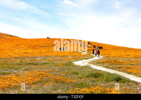 California poppies Foto Stock