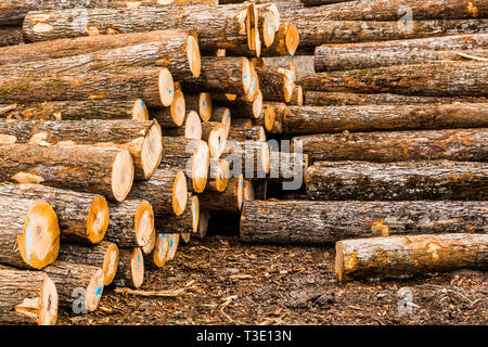 Deposito di legname con grande pila di taglio fresco legname Foto Stock