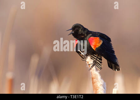 Rosso-winged Blackbird eseguendo il display di accoppiamento e la canzone su cattails in acquitrini habitat palustri Foto Stock