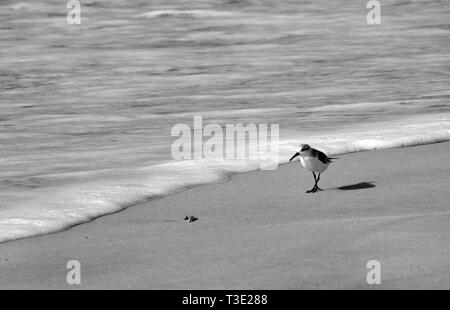 Una ridente gabbiano passeggiate lungo il surf's edge su Dauphin Island in Alabama il 4 dicembre, 2011. Foto Stock