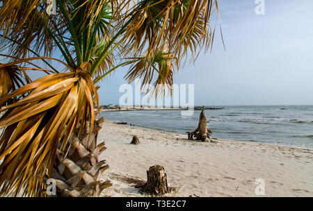 Un albero di palme che soffia il vento a fianco i resti di alberi erosi in Dauphin Island, Alabama. Foto Stock