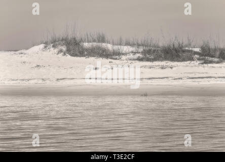 I pipistrelli marini (Uniola paniculata) crescono su una duna di sabbia accanto al Mobile Bay Ferry che atterra a Dauphin Island, Alabama. Foto Stock