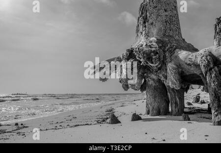 Un albero affonda le sue radici sono esposte a causa di erosione in Dauphin Island, Alabama. Foto Stock