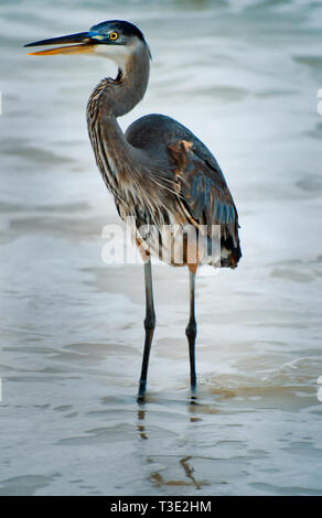 Un Airone Blu sorge con la sua distinta aperto in Dauphin Island, Alabama. Foto Stock