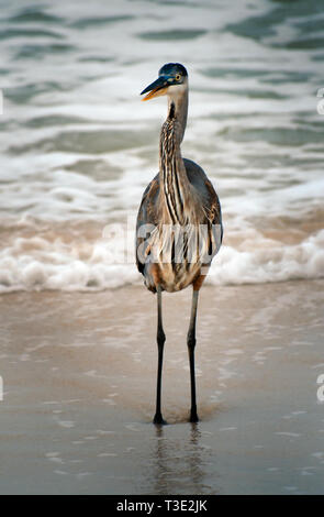 Un Airone Blu apre il suo disegno di legge per la chiamata come sorge nel surf su Dauphin Island, Alabama. Foto Stock