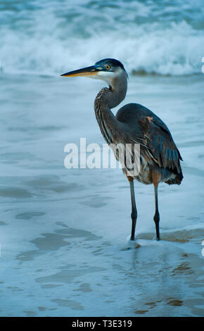 Un Airone Blu si erge tra le onde del mare, del 25 dicembre 2011,​ su Dauphin Island, Alabama. Foto Stock