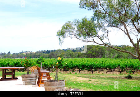 Australian outdoor cantina impostazione picnic con vedute di filari di viti sotto un grande eucalipto gumtree. Foto Stock