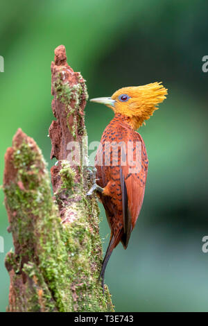 Color castagno Picchio castaneus Celeus Pital, provincia di Alajuela, Costa Rica 15 marzo 2019 femmina adulta Picidae Foto Stock