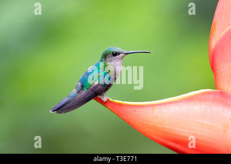 Incoronato Woodnymph Thalurania colombica Sarapiqui, provincia di Alajuela, Costa Rica 18 marzo 2019 femmina adulta Trochilidae Foto Stock